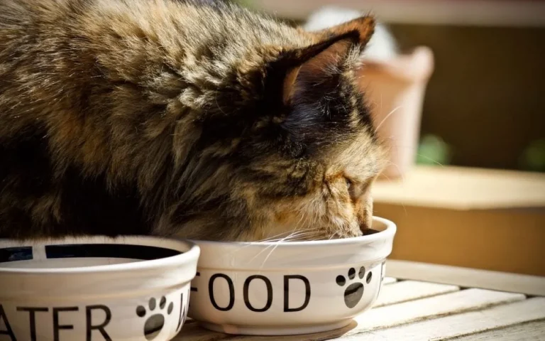 Is Science Diet Good For Cats? An Evidence-Based Analysis
