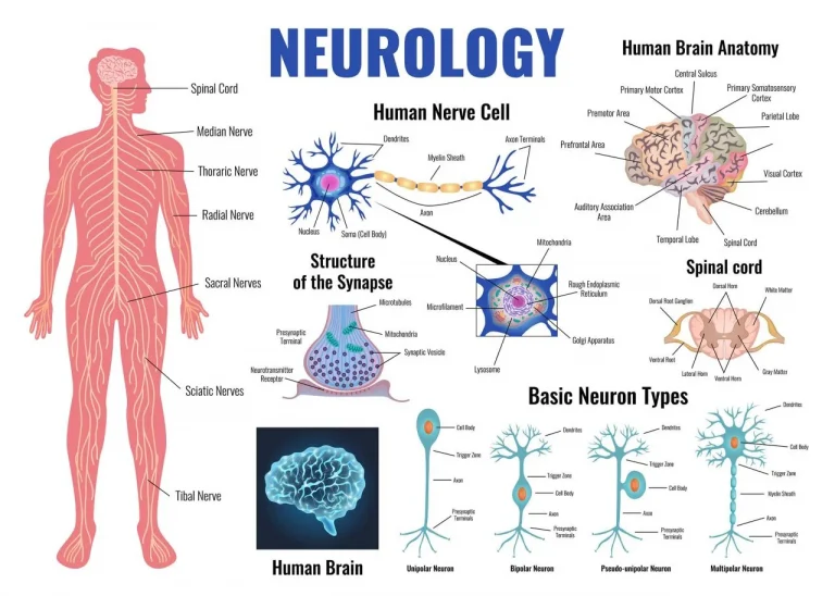 Is Neuroscience A Biological Science? Examining The Interdisciplinary Field